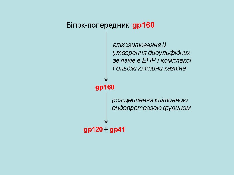 Білок-попередник gp160 глікозилювання й утворення дисульфідних зв’язків в ЕПР і комплексі Гольджі клітини хазяїна